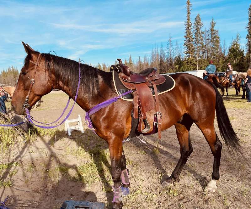 Standardbred Horses for Sale