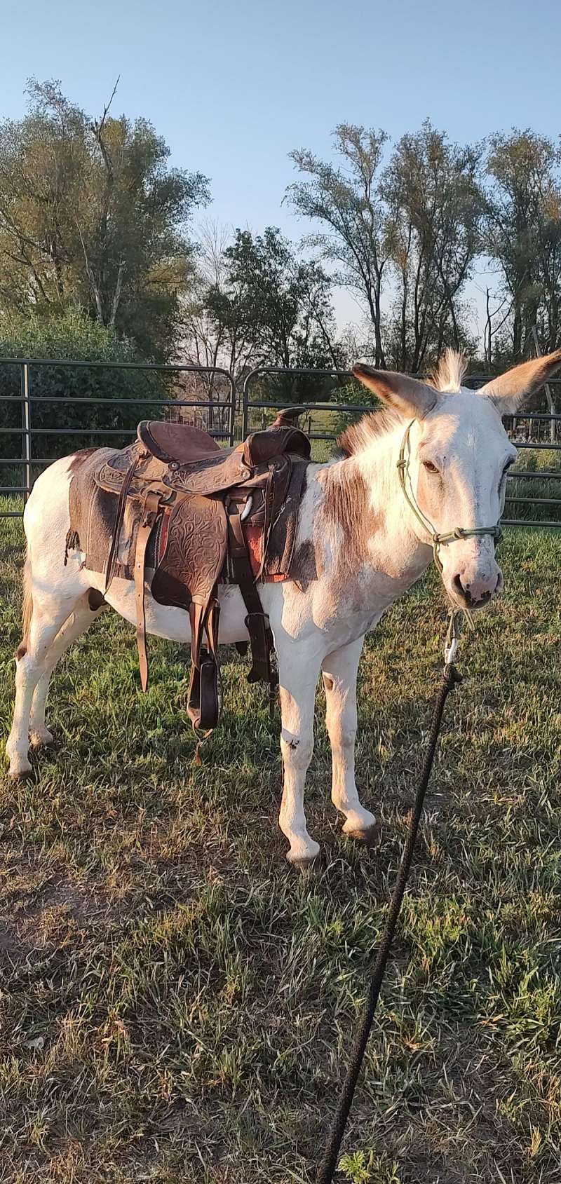 Donkeys for Sale in Missouri