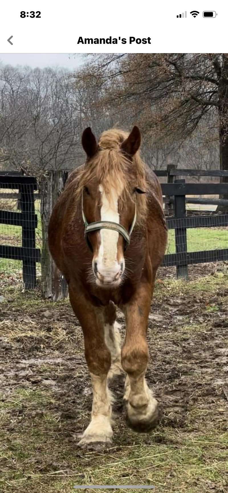 Belgian Horses for Sale in West Virginia