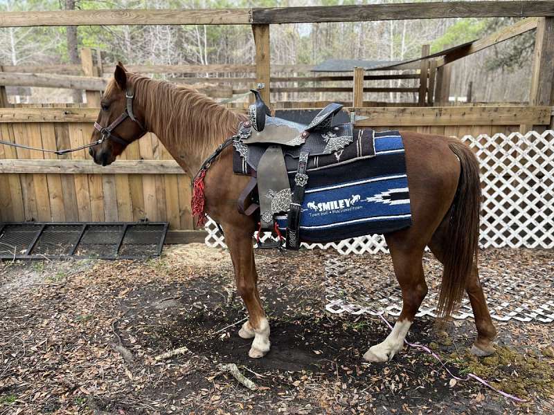 Endurance Horses