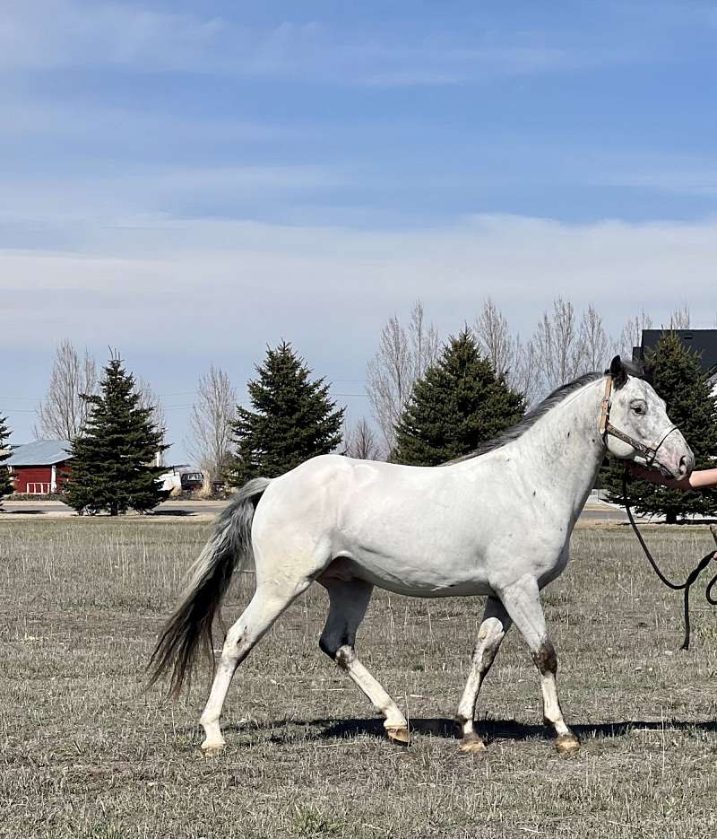 Appaloosa Horses for Sale in Idaho