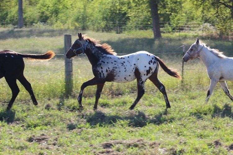 The Appaloosa horse - Royal Horse