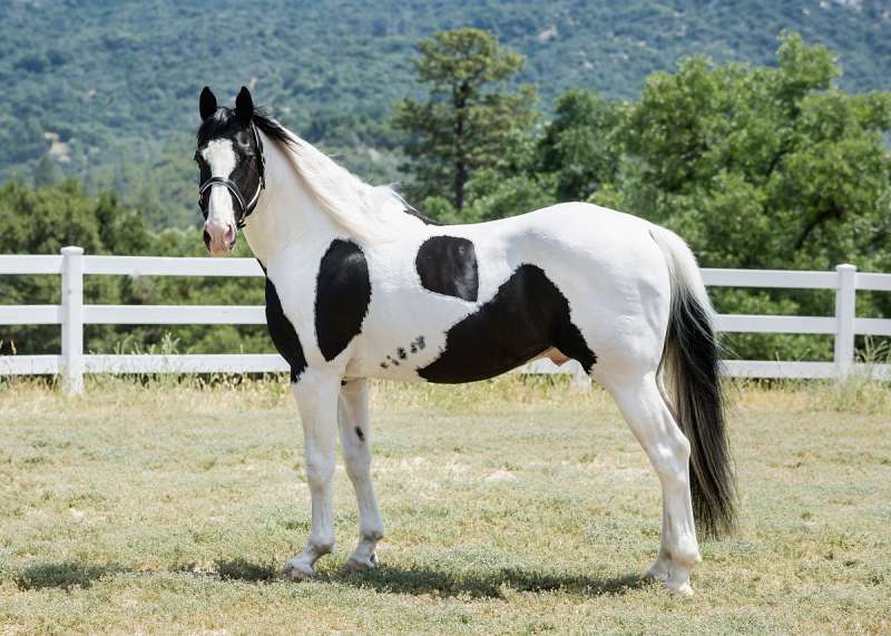 Pinto Dutch Warmblood Horses for Sale