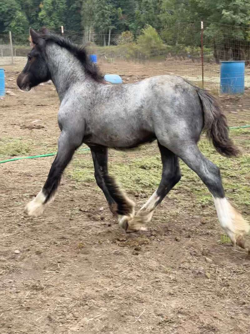 Blue Roan Gypsy Filly - ﻿Top Quality and Top Bloodlines