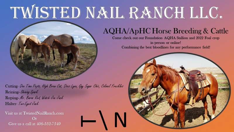 Appaloosa horse in ranch, Martinsdale, Montana, USA