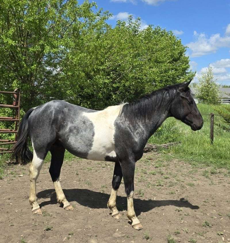 Blue Roan Tobiano Stud Prospect. Color Me Smart, a Tru Rolex