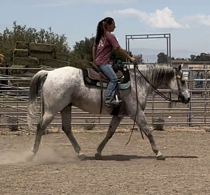 Lesson Horses for Sale in California