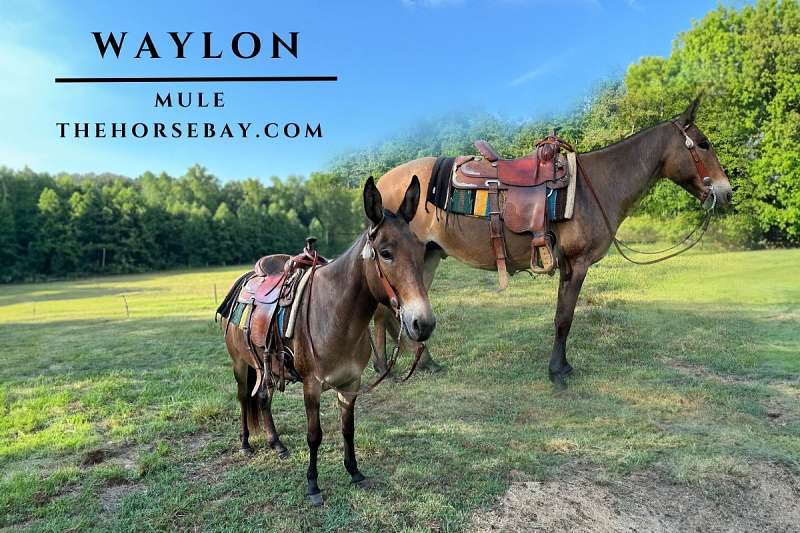 Haflinger Mule Cross Safe Trail Ranch Gelding