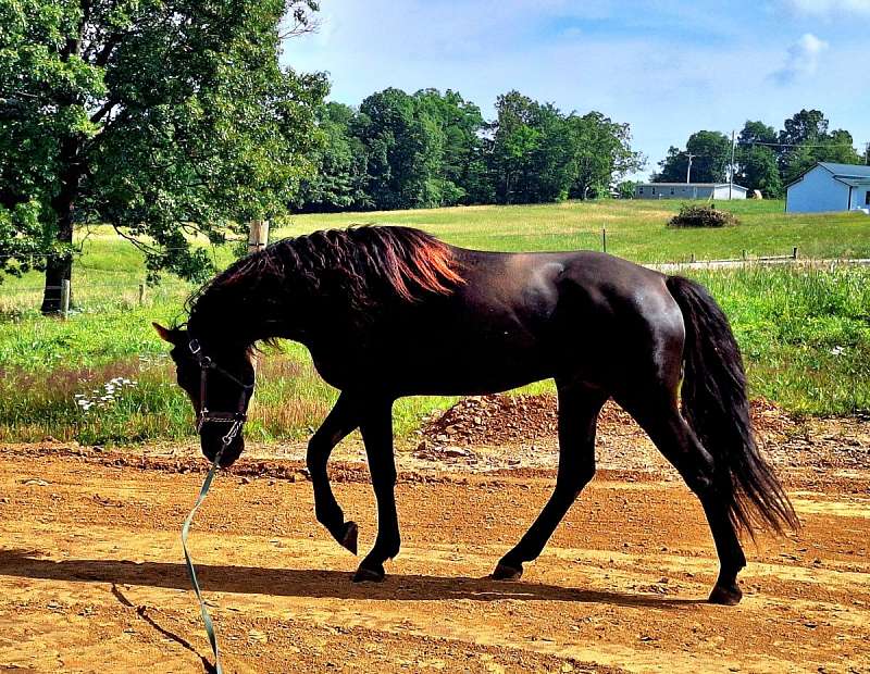 Horses for Sale by State