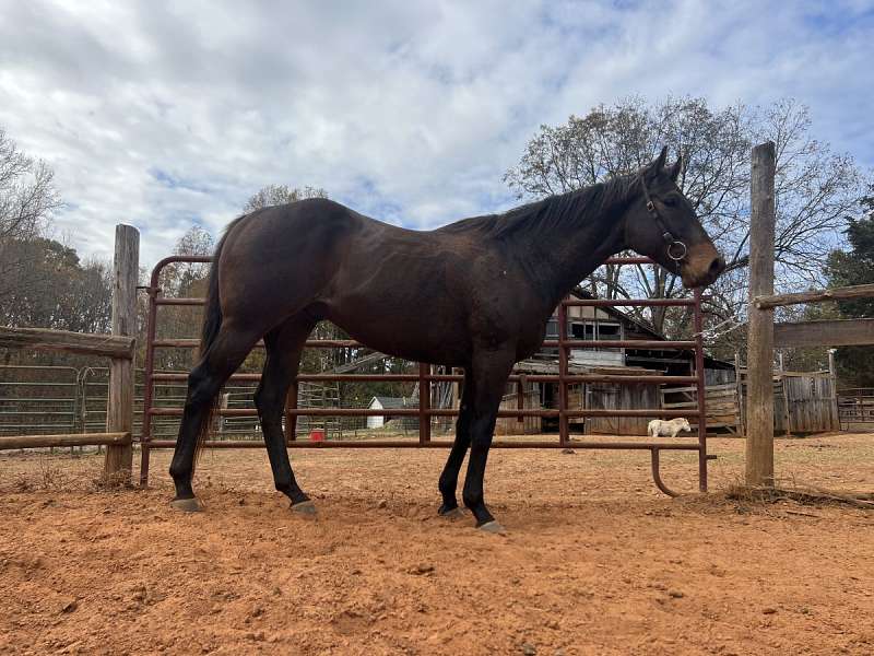 Appaloosa Gelding 5 years 15,1 hh Black in Morgan MIll TX