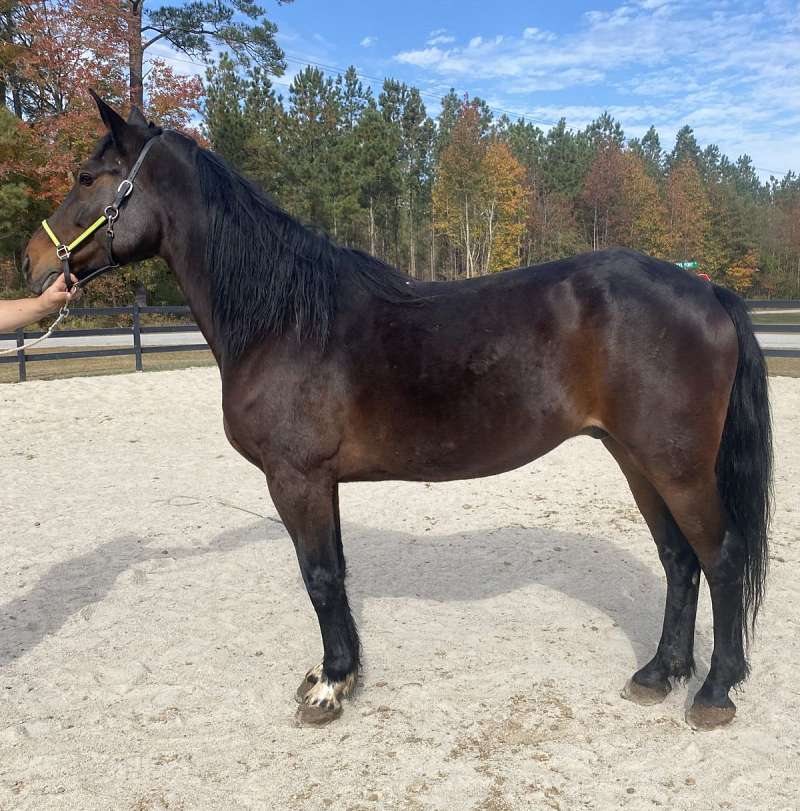 Standardbred Horses for Sale in North Carolina