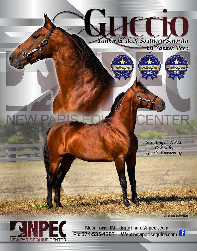 Standardbred Horses for Sale