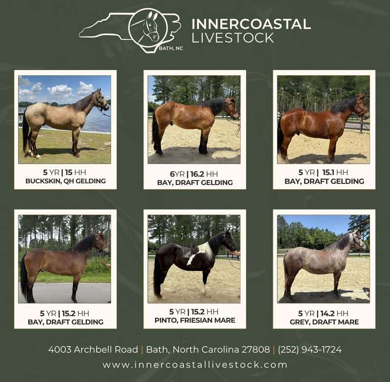 Horses for Sale in North Carolina