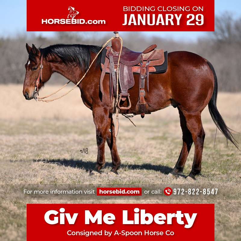 Giv Me Liberty - Finished Cutter & Heel Horse 13 Yr Old Bay AQHA Gelding!