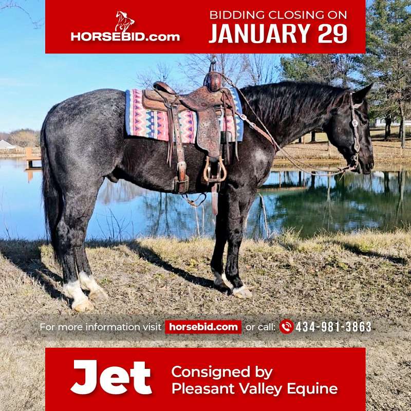 Jet - Extremely Safe & Dependable 13 Yr Old Blue Roan AQHA Gelding!
