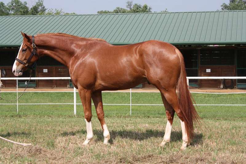 Thoroughbred Horses for Sale in Texas