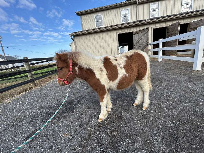 Julian, Georgeous Mini Colt for Sale!