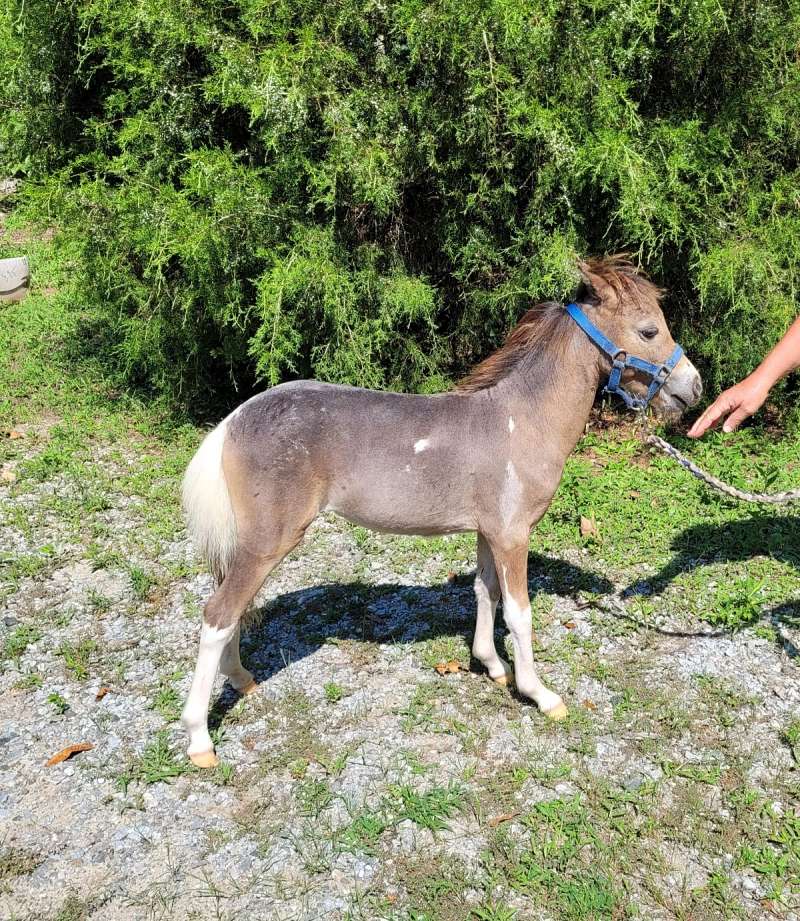 Mini Filly 2025 Miniature Weanling Pintaloosa (Filly)