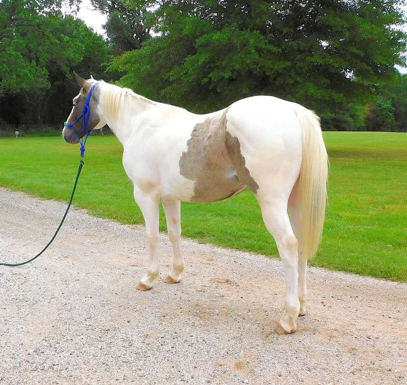 Boomer~Flashy*Fun*Gentle*All Around Ranch/Family/Trail Paint Gelding