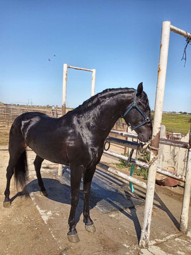 Purebred Andalusian Stallion For Sale