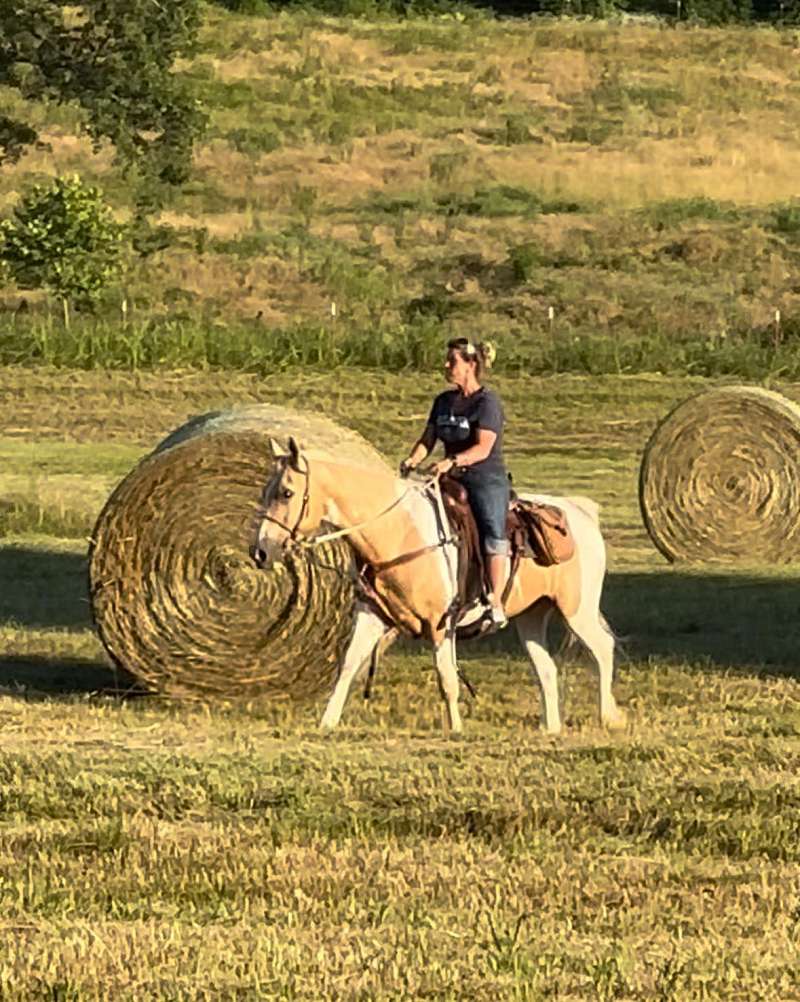 Excellent Trail/Ranch Palomino Paint Gelding!