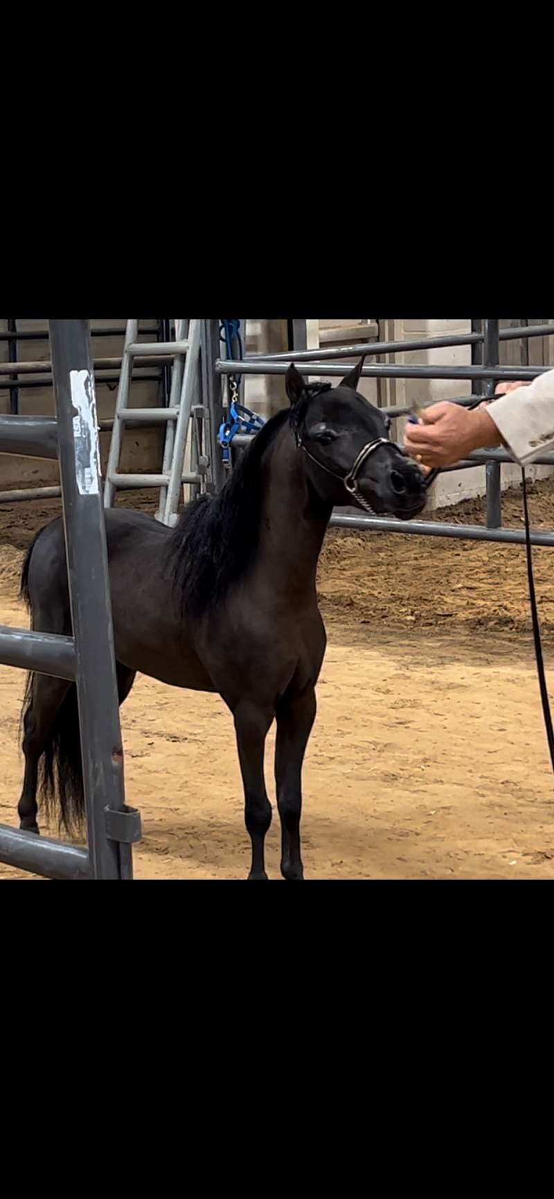 Miniature Horses for Sale in Texas