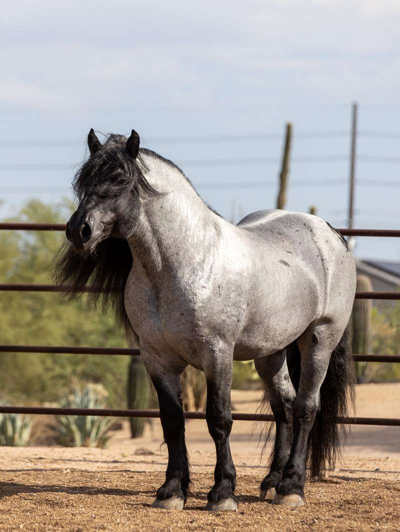 The roan - Farm and Dairy, image size:800x1063