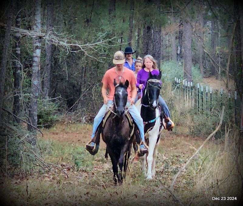 Paso Fino Smooth As They Come Safe for All Ages