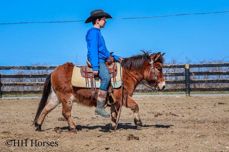 Real Quiet, Safe, and Gentle Bay Pony Mule, Youth Ridden, Trail Rides