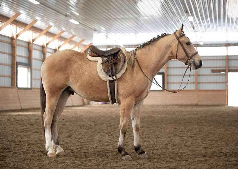 Frost - Amazing All Around Horse 2 Yr Old Buckskin AQHA Gelding!