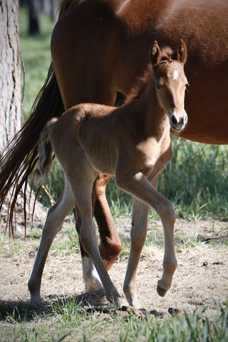Fancy Red Roan TWHBEA Filly With Heritage Breeding.