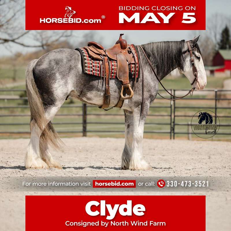 New! Clyde All-Around