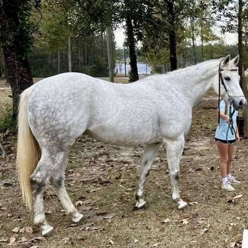 Safe Barrel Mare