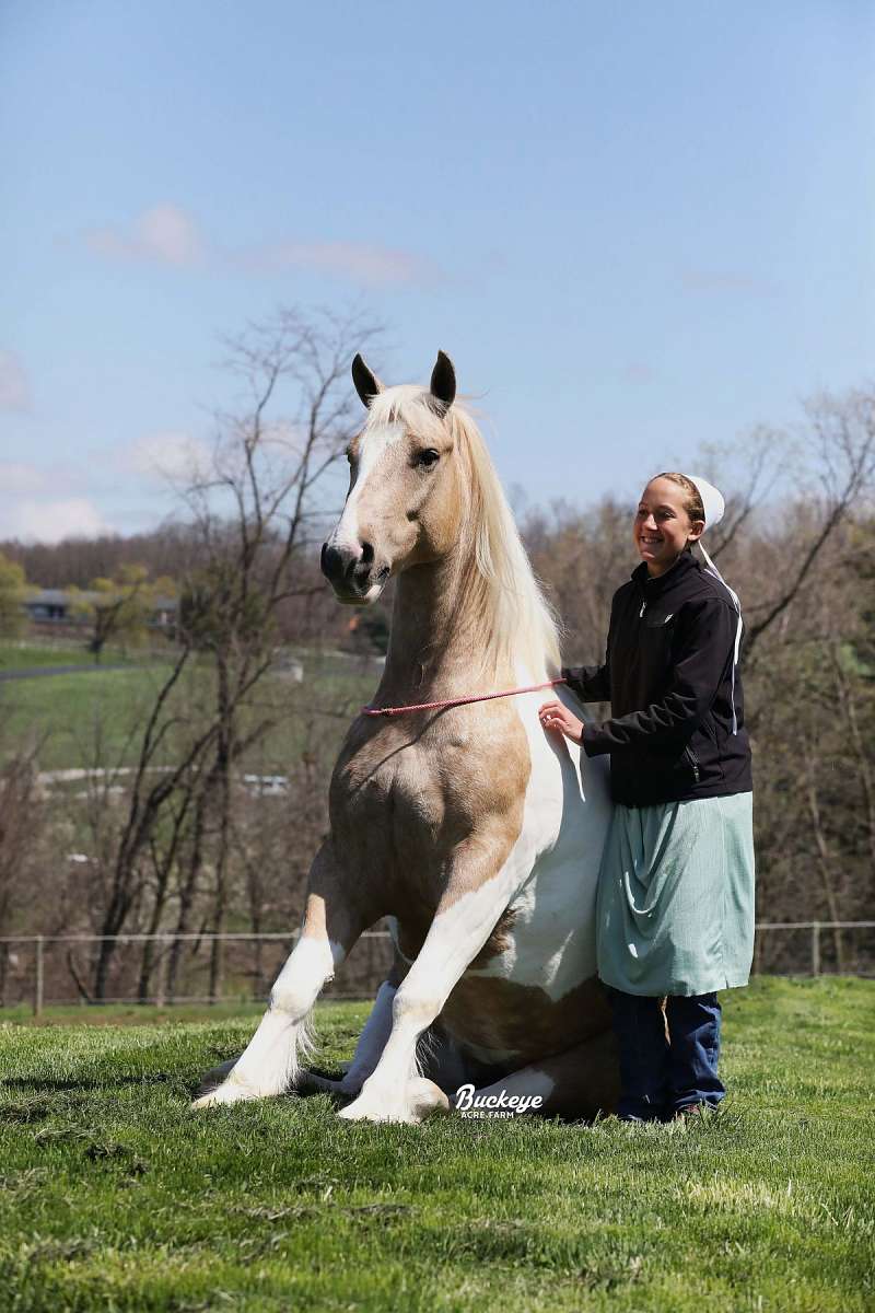 Twinkie is the Definition of Special. This Gorgeous 2019 Model Gypsy Cross