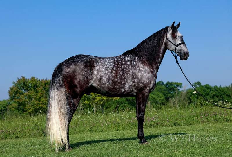 A majestic dapple gray Missouri Fox Trotter in its natural habitat
