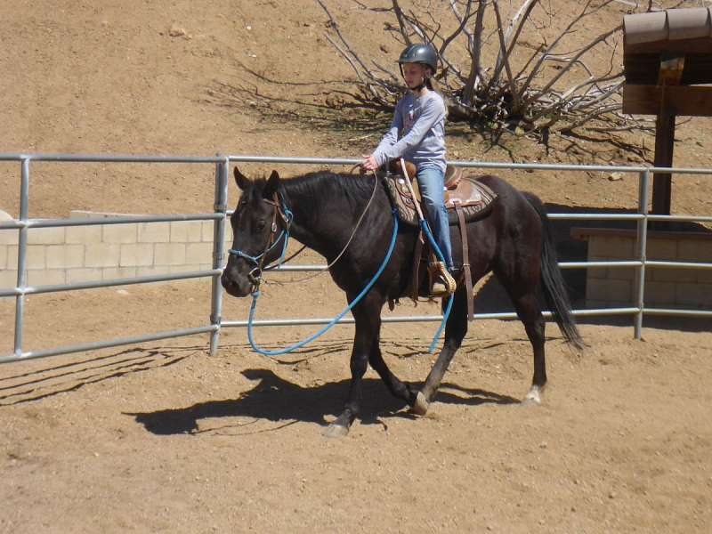 Closeup Of A Young Clever And Gentle Rider Schooling Horse In Empty Riding Hall Image435039741