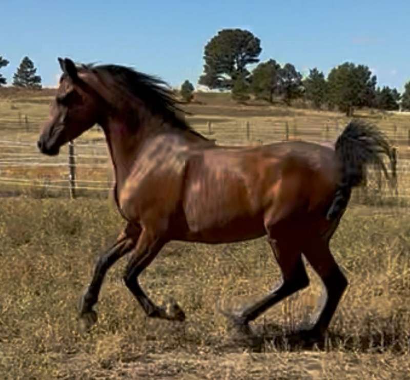 5 Year Old Gelding