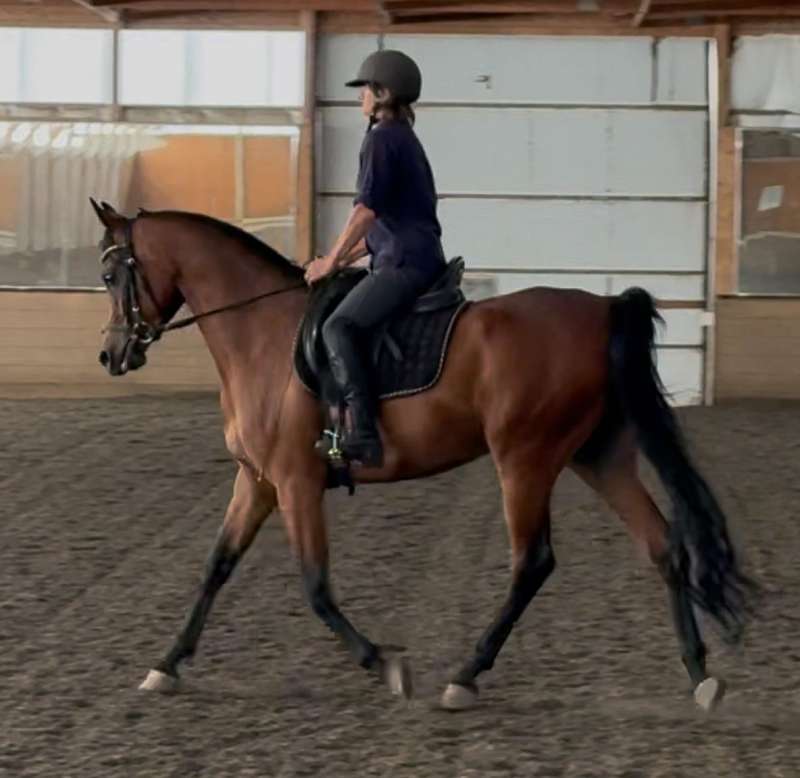 5 Year Old Gelding