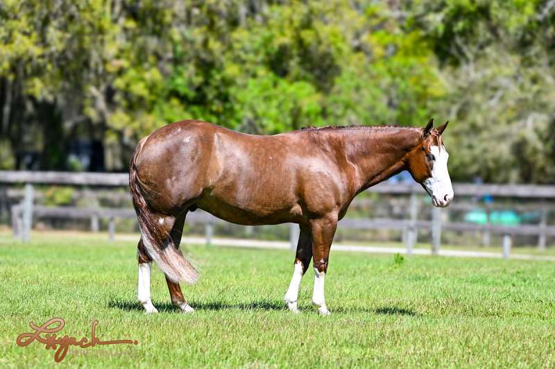 Jigsaw - Jaw Dropping Stunning 6 Yr Old Sorrel AQHA APHA Gelding.