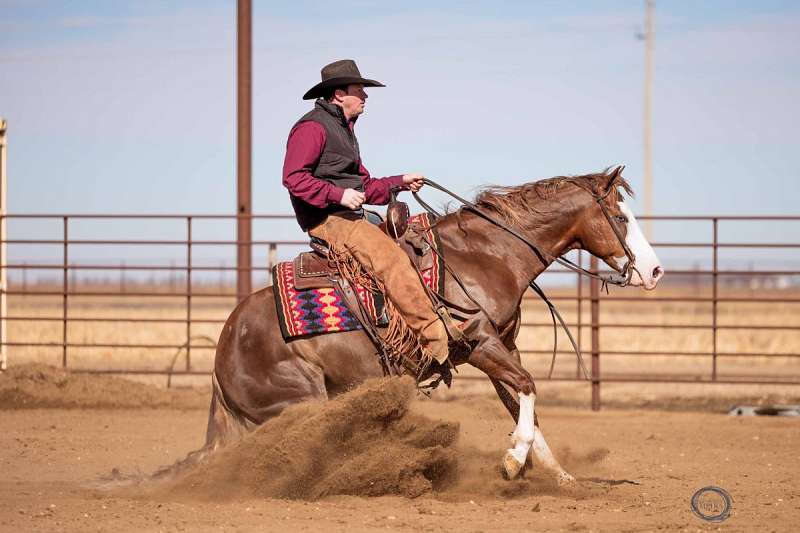 Jigsaw - Jaw Dropping Stunning 6 Yr Old Sorrel AQHA APHA Gelding.
