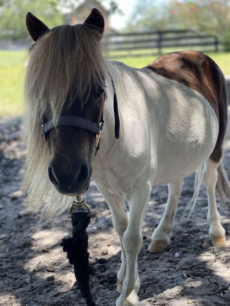 Mini Stallion Rim Kringle - Mini Paint Stud