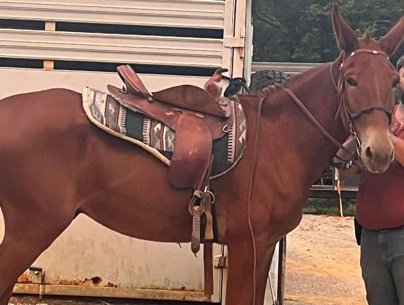 Chestnut/Red John Mule