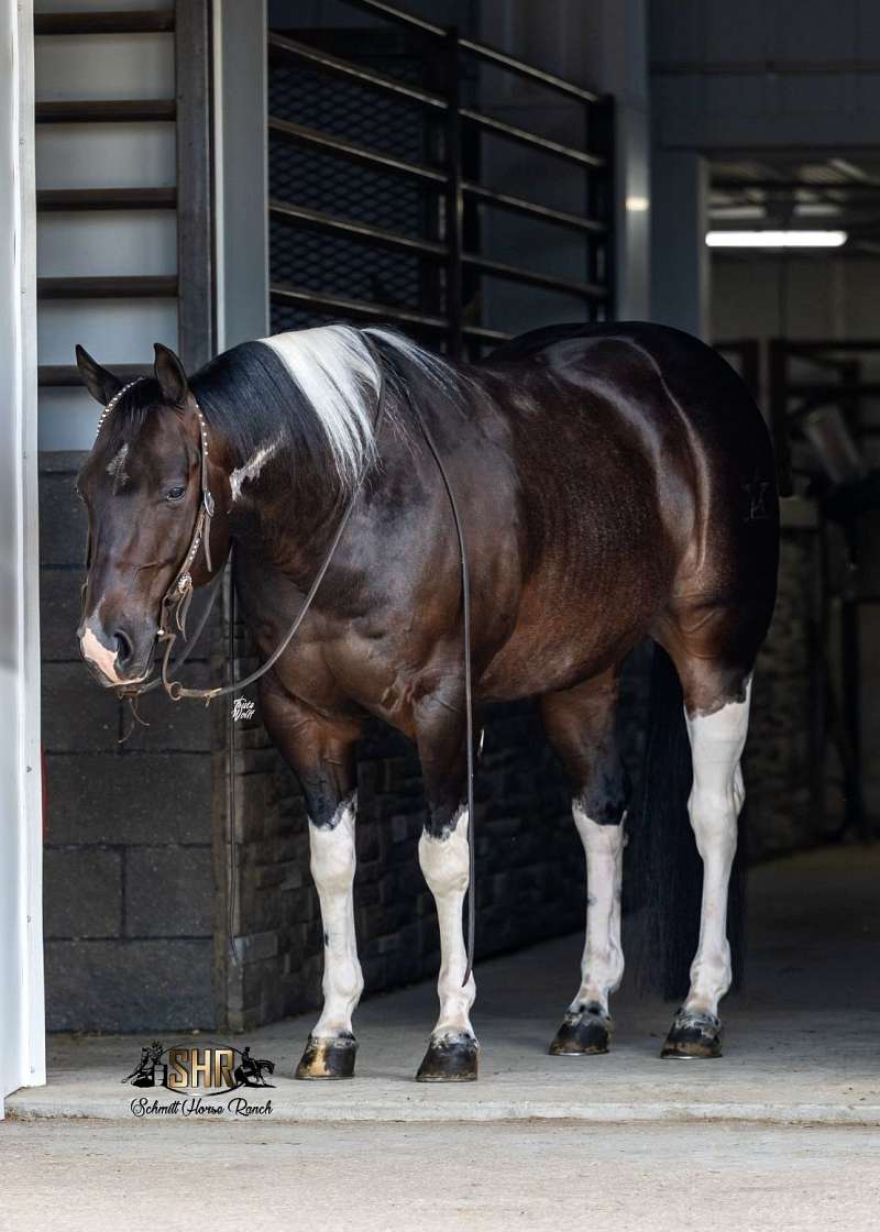 美品　BUFFALO BOBS BANDIT-HORSE　 BLACK Bandit - Finished Cutting Horse 5 Yr Old Black Tobiano APHA Gelding!