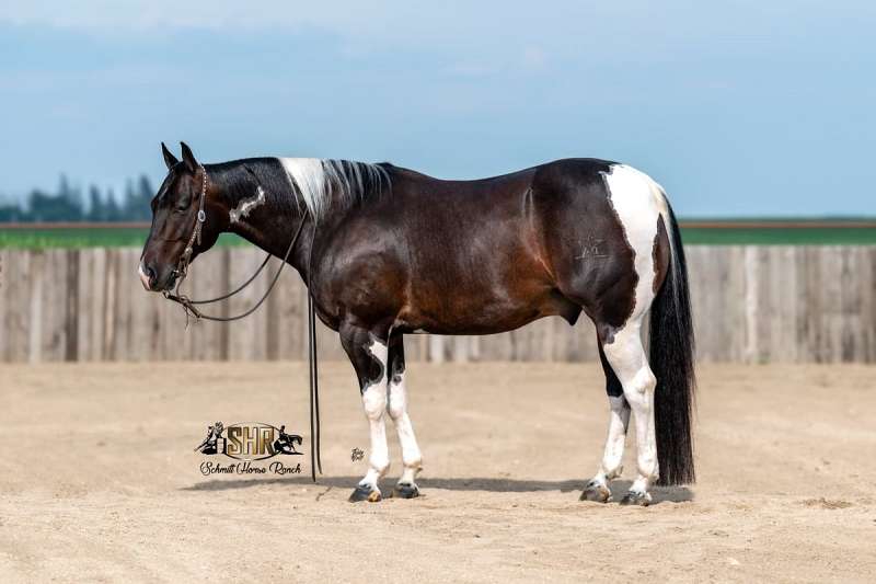 美品　BUFFALO BOBS BANDIT-HORSE　 BLACK Bandit - Finished Cutting Horse 5 Yr Old Black Tobiano APHA Gelding!