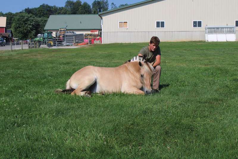 Bombproof Fjord Mare