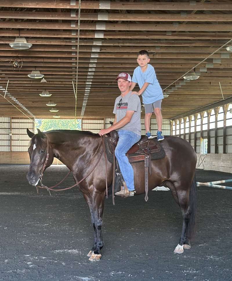 Horses for Sale in New Jersey