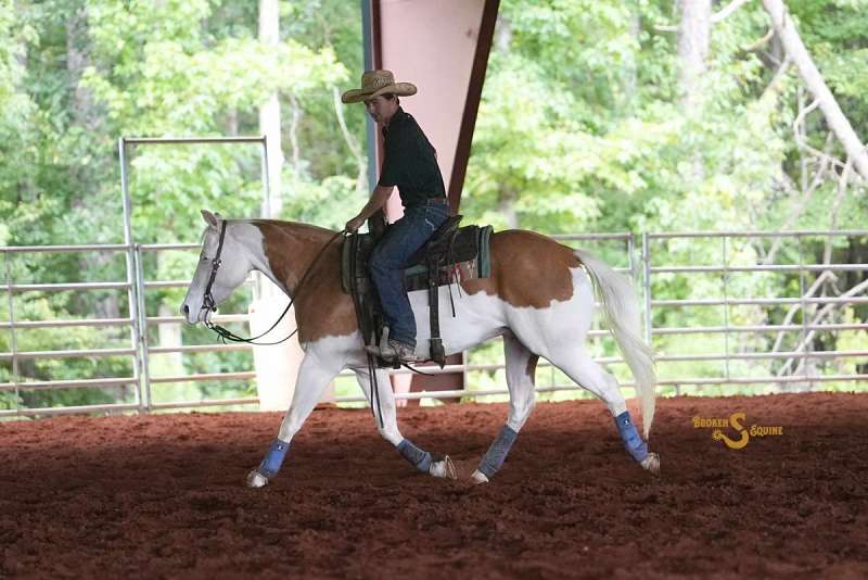 Romeo - Amazing All Around Horse 4 yo Palomino AQHA/APHA Gelding!