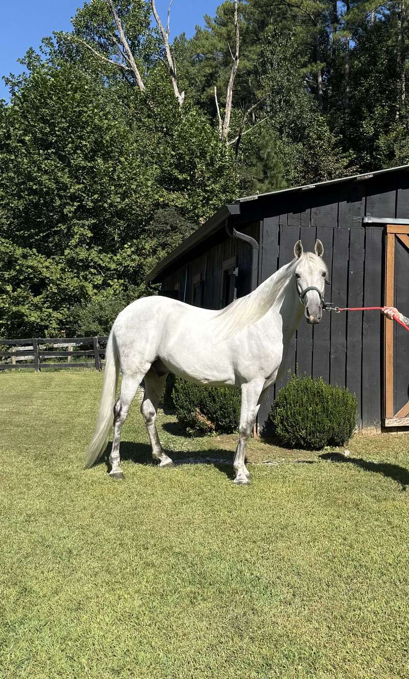 TWH Gelding for Sale