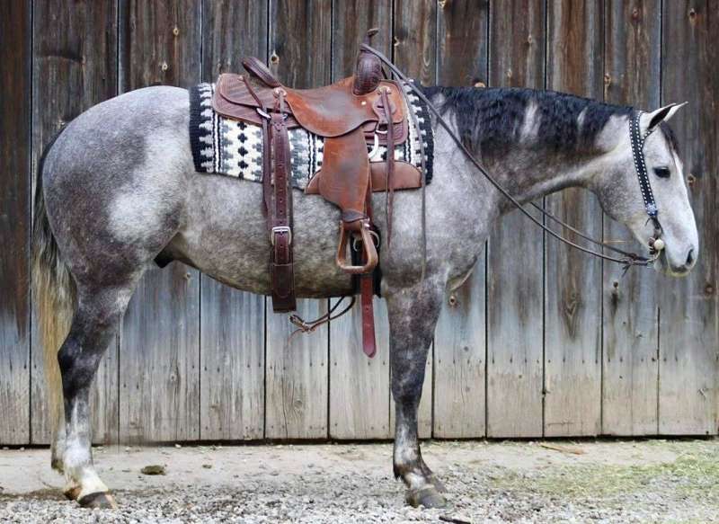 Fall Catalog Horse Sale