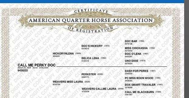 Doc Bar Bred Colt 